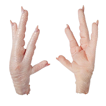 fresh chicken paws displayed in frozen chicken export product catalog for China markets